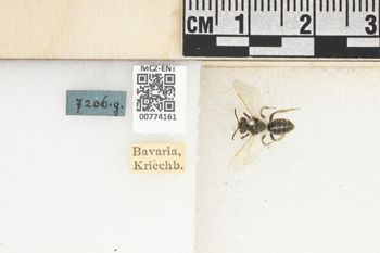 Media type: image;   Entomology 774161 Aspect: Labels